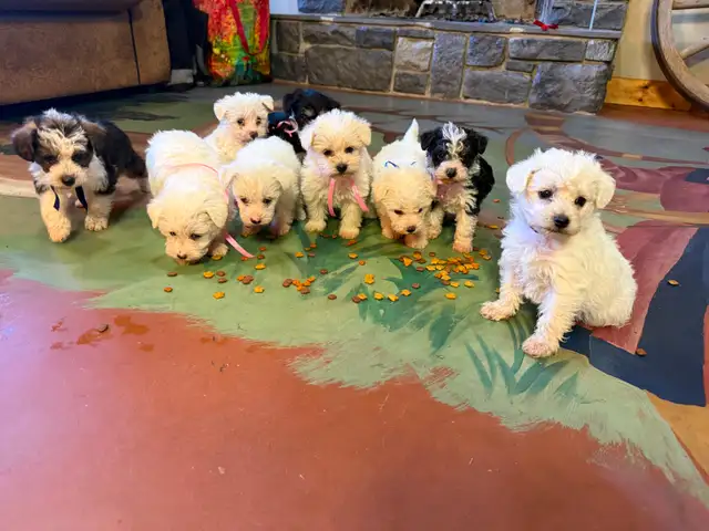 Adorable mini schnoodle puppies looking for their forever homes!