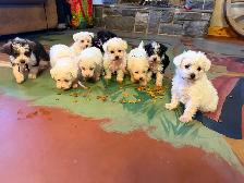 Adorable mini schnoodle puppies looking for their forever homes!
