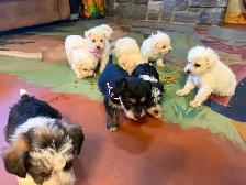Adorable mini schnoodle puppies looking for their forever homes! - Photo 2