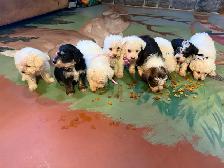 Adorable mini schnoodle puppies looking for their forever homes! - Photo 3