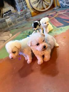 Adorable mini schnoodle puppies looking for their forever homes! - Photo 4