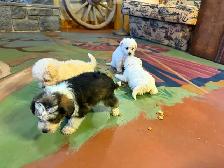 Adorable mini schnoodle puppies looking for their forever homes! - Photo 5