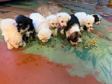 Adorable mini schnoodle puppies looking for their forever homes! - Photo 6