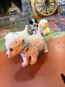 Adorable mini schnoodle puppies looking for their forever homes! - Photo 7