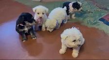 Adorable mini schnoodle puppies looking for their forever homes! - Photo 8