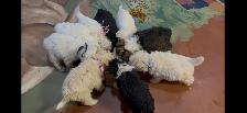 Adorable mini schnoodle puppies looking for their forever homes! - Photo 9