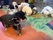 Adorable mini schnoodle puppies looking for their forever homes! - Photo 10
