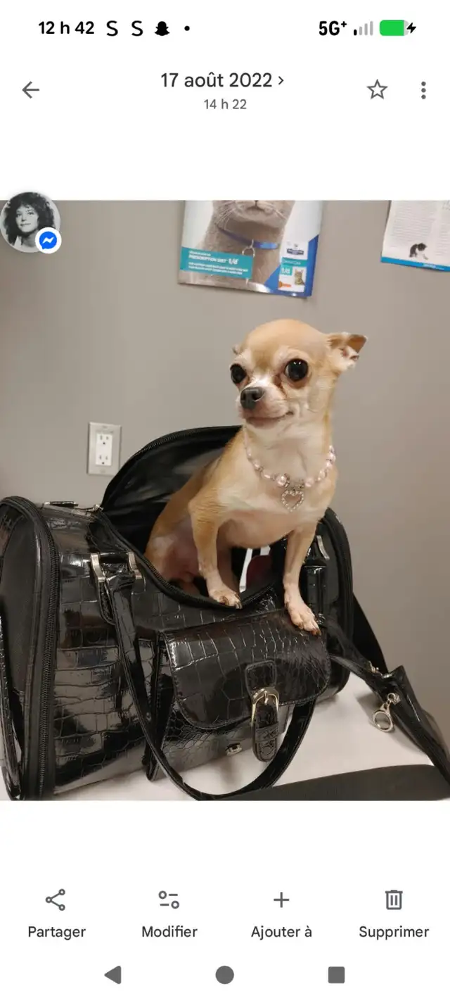 Chihuahua à donner