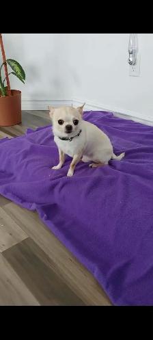 Chihuahua à donner - Photo 2