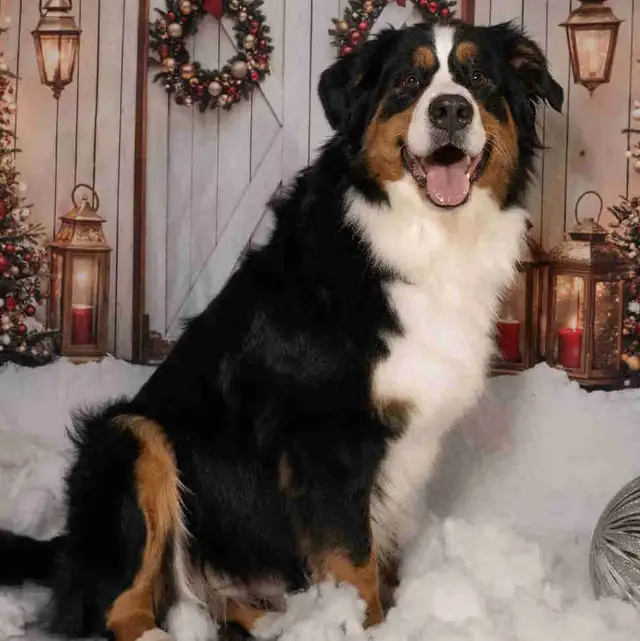 Bernese Mountain Puppies