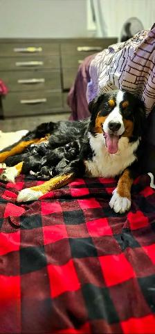 Bernese Mountain Puppies - Photo 2
