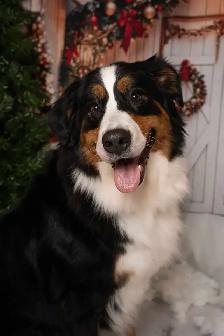 Bernese Mountain Puppies - Photo 3