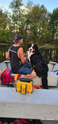 Bernese Mountain Puppies - Photo 4