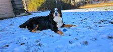 Bernese Mountain Puppies - Photo 5