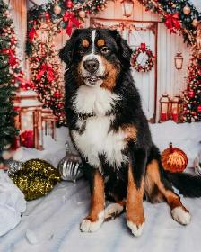 Bernese Mountain Puppies - Photo 7