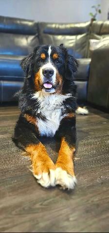 Bernese Mountain Puppies - Photo 8