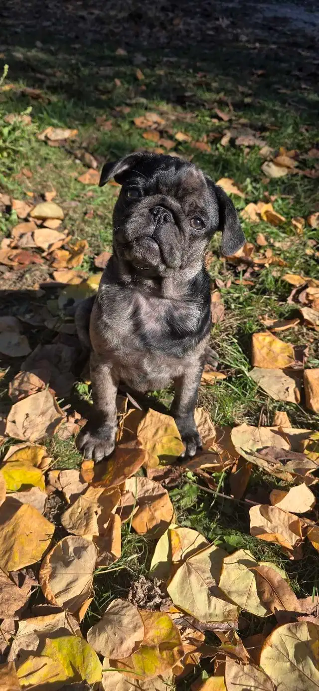 beautiful pug puppy boy ❤️