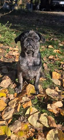 beautiful pug puppy boy ❤️ - Photo 2