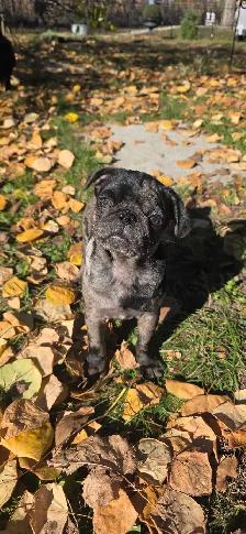 beautiful pug puppy boy ❤️ - Photo 3