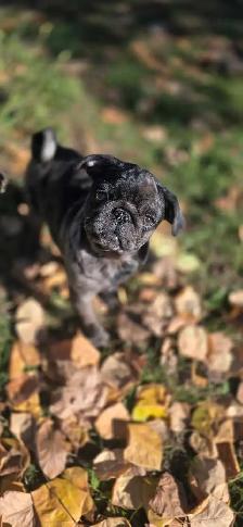 beautiful pug puppy boy ❤️ - Photo 5