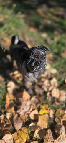 beautiful pug puppy boy ❤️ - Photo 6