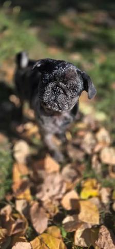 beautiful pug puppy boy ❤️ - Photo 7