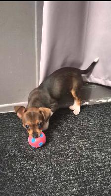 chiot à vendre - Photo 3