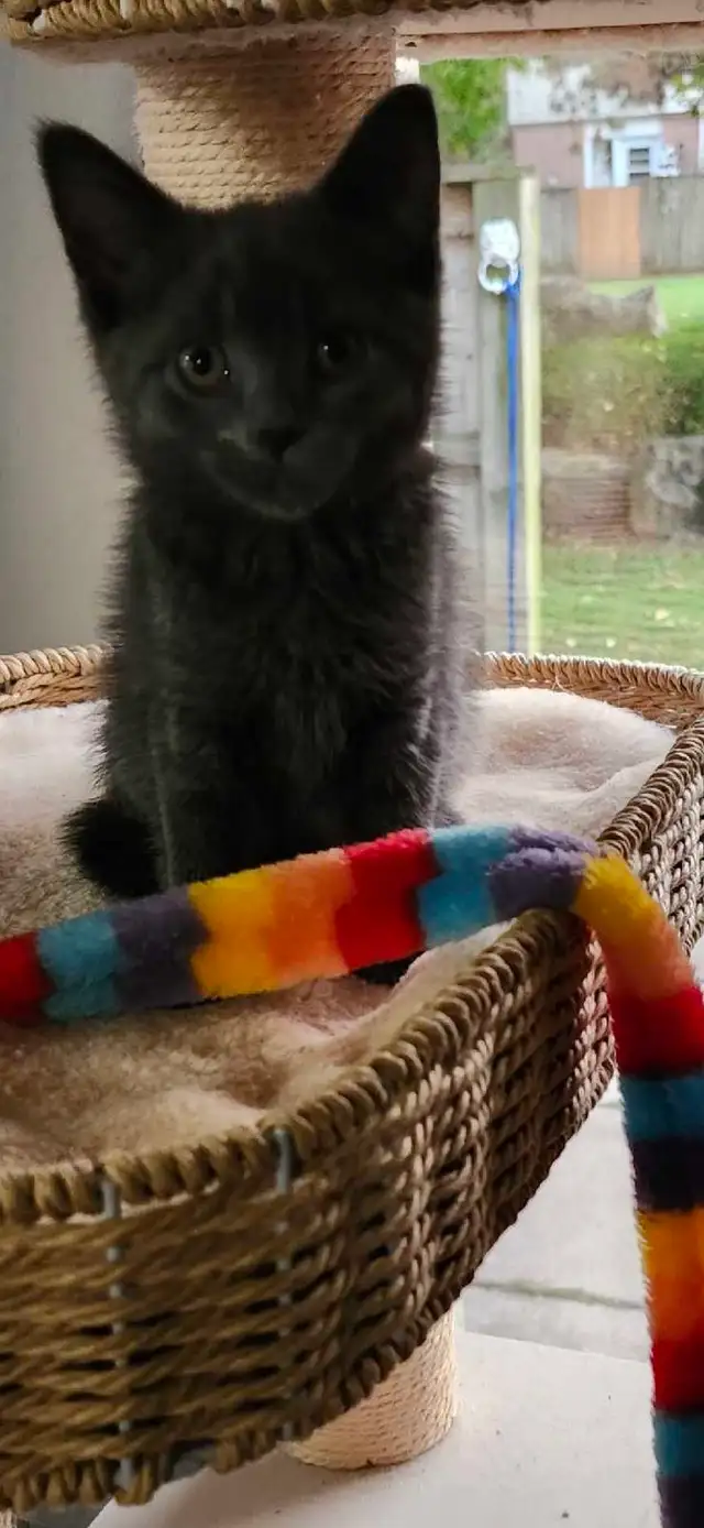 MIx Siamese blue kitten