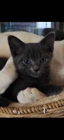 MIx Siamese blue kitten - Photo 2