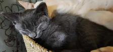 MIx Siamese blue kitten - Photo 3