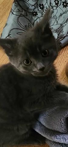 MIx Siamese blue kitten - Photo 4
