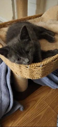 MIx Siamese blue kitten - Photo 6