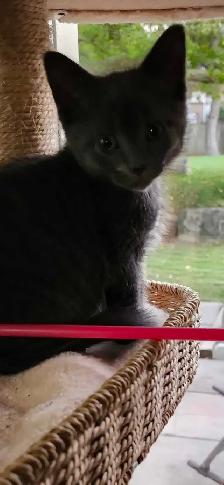 MIx Siamese blue kitten - Photo 7
