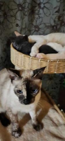 MIx Siamese blue kitten - Photo 8
