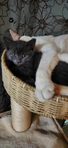 MIx Siamese blue kitten - Photo 9
