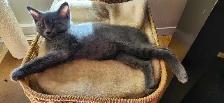 MIx Siamese blue kitten - Photo 10