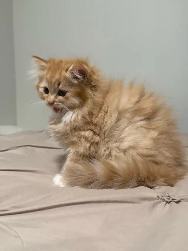 Persian Cat