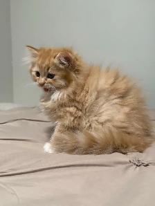 Persian Cat