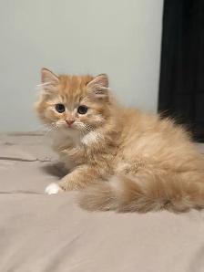 Persian Cat - Photo 2