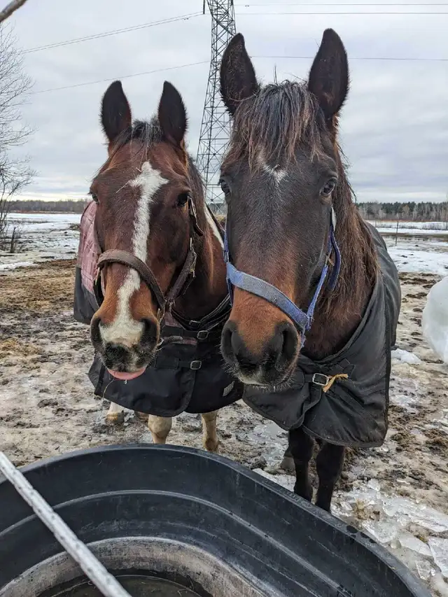 horse boarding