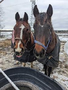 horse boarding
