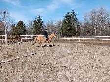 horse boarding - Photo 2