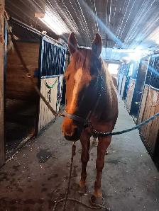 horse boarding - Photo 3