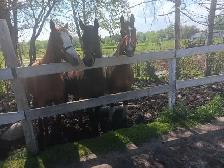 horse boarding - Photo 4