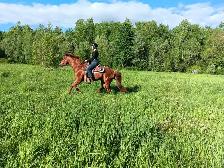 horse boarding - Photo 5