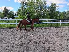 horse boarding - Photo 6