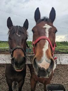 horse boarding - Photo 7