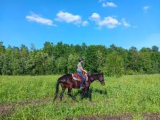 horse boarding - Photo 8