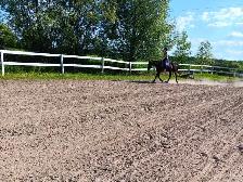 horse boarding - Photo 9