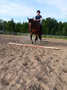 horse boarding - Photo 10